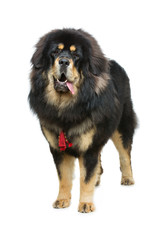 Beautiful big Tibetan mastiff dog - 116568143