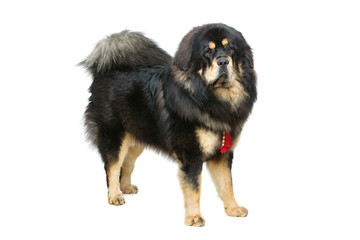 Beautiful big Tibetan mastiff dog