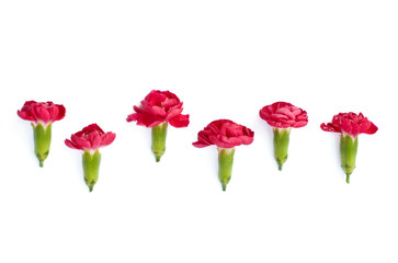 Isolated red meadow flowers on a white background