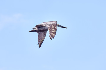 Fototapeta premium Pelican Climbing Into A Blue Sky