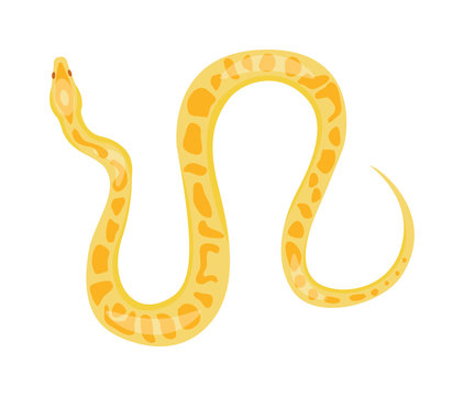 Python boa snake