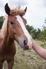 Fototapeta na wymiar hand stroking al horse