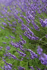 Lavender flowers in blossom