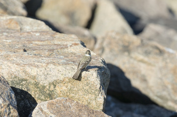 Flycatcher on the rocks