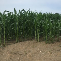 Piantagione di grano