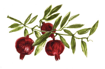 Pomegranate, Sketch