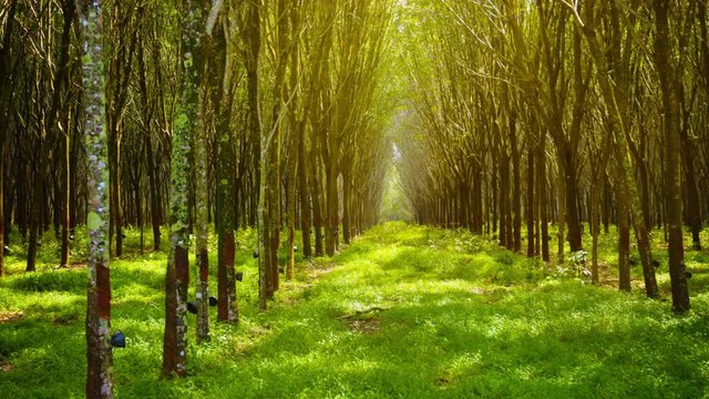 Video UltraHD - Panning to the right across symmetrical rows of rubber trees on a plantation in Thailand, Asia. Rays of sunlight angling through the branches.