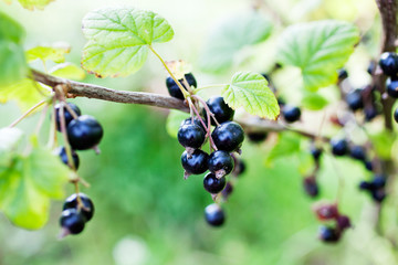 Blackcurrant