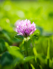 Red clover