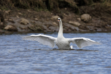 Mute Swan, cygnus olor