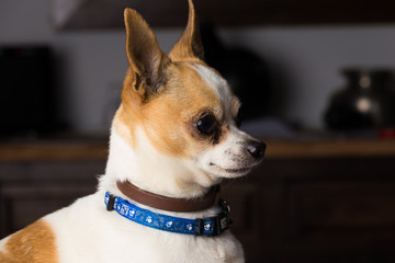 Small chihuahua dog at home