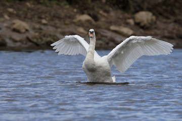 Mute Swan, cygnus olor