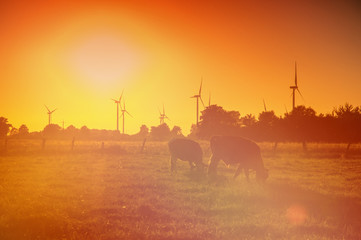 Cows on pasture at sunset
