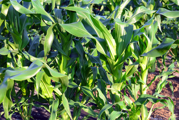 Corn plants, a staple food of the world, popular commodity to trade and a crop that is wind pollinated and often hybridized. 