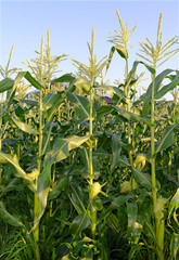 Corn plants, a staple food of the world, popular commodity to trade and a crop that is wind...