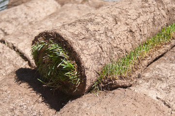 rouleaux de gazon en plaque
