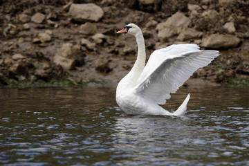 Mute Swan, cygnus olor