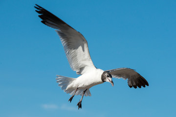 Fototapeta na wymiar Seagull on Pelican Island Texas