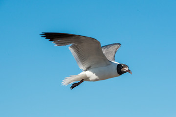 Seagull on Pelican Island Texas
