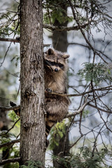 raccoon sitting in a tree © evelyna636
