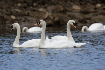 Mute Swan, cygnus olor