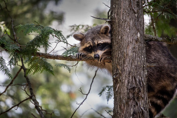 raccoon hiding in a tree