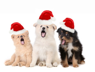 Christmas Puppies Wearing Santa Hats and Singing