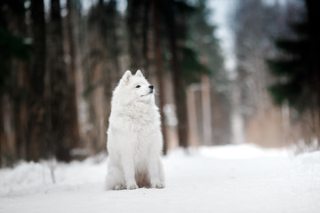 Beautiful white Samoyed dog