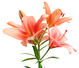Beautiful lilies isolated on white