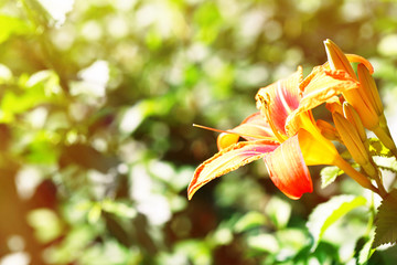 Obraz premium Beautiful lilies on blurred green background