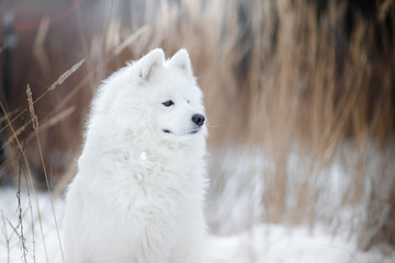 Obraz premium Beautiful white Samoyed dog