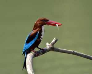 White-throated Kingfisher (Halcyon smyrnensis) the puffy brown a