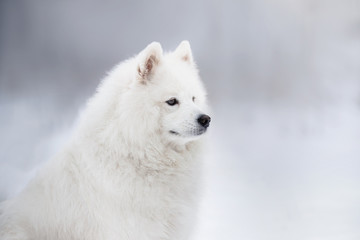 Beautiful white Samoyed dog