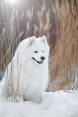 Beautiful white Samoyed dog