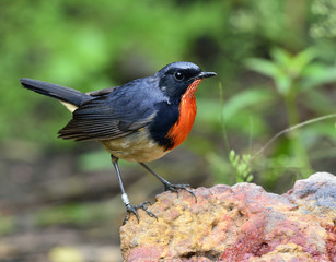 Red neck bird, firethroat (Luscinia pectardens) the beautiful gr