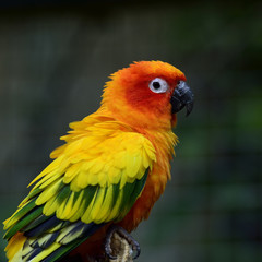 Sun parakeet or sun conure (Aratinga solstitialis) the lovely ye