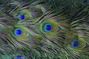 Fototapeta premium The exotic velvet green and blue spots on Indian Peacock or gree