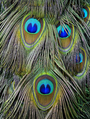 The exotic velvet green and blue spots on Indian Peacock or gree