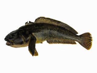 Antarctic cod or Antarctica toothfish isolated on the white background