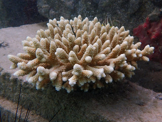 Branching or staghorn coral in the tropical ocean