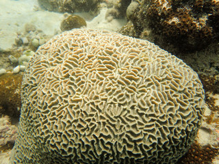 Naklejka na ściany i meble Brain coral or Massive coral, Platygyra spp. at Tropical Ocean