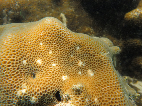 Brown massive coral Goniastrea in the tropical coral reef
