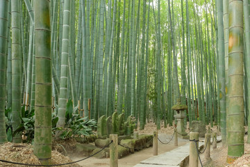 Bamboo garden and walkway in Japan