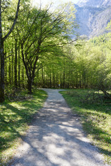 Pine tree forest with light background