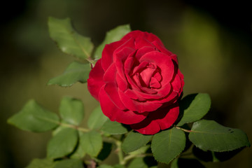 Red rose in the garden