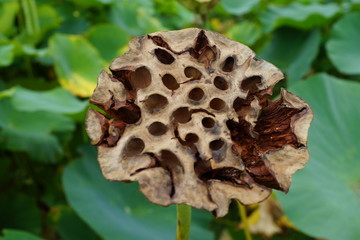 蓮の実　蓮の種　結実　蓮園　ロータスガーデン　行田　古代蓮