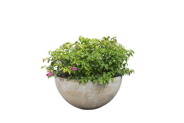 bush tree in pot