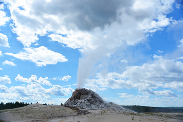 Eruption of White Dome Geyser at Yellowstone National Park