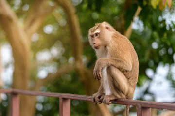 The monkey sitting to watching something in park of Thailand, Image filter effect.