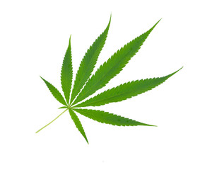 marijuana  leaf on white background